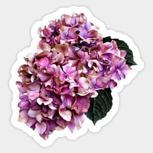 Hydrangeas - Pink and Purple Hydrangea Sticker